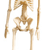 Simply Skeletons