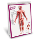 The Human Body Flip Chart