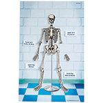Skeleton Magnetic Tiles