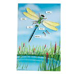Magnetic Science Tiles: Insect