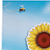 Magnetic Science Tiles: Flower