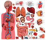 The Human Body and Anatomy Flannelboard Set