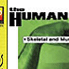 Human Body: Body Systems, Skeletal, Muscular