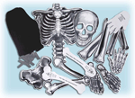 My Size Skeleton