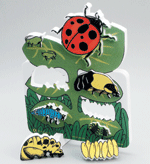 Book Plus - Lifecycles - Lifecycle of a Ladybug