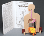 Human Body Model - Digestion