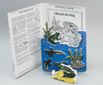 Book Plus - Lifecycles - Lifecycle of a Frog