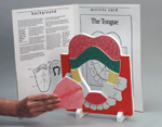 Human Body Model - Tongue