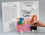 Human Body Model - Ear