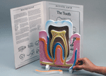 Human Body Model - Tooth