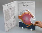 Human Body Models - Eye