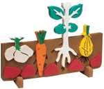 Book Plus - Lifecycles - All About Roots