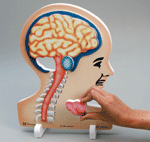 Human Body Model - Brain