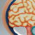 Human Body Model - Brain