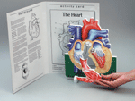 Human Body Model - Heart