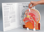 Human Body Models - Nose/Sinus