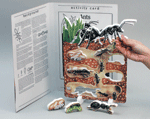 Book Plus - Lifecycles - Ants