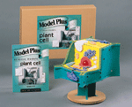 Model Plus Biology - The Plant Cell