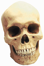 Human Male Skull