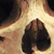 Human Male Skull