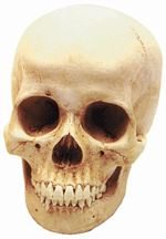 Human Female Skull