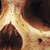 Human Female Skull