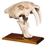 Antique Finish Saber Tooth Cat Skull with Stand