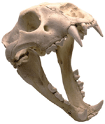 African Lion Skull with Stand