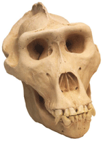 Lowland Gorilla Skull