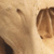 Lowland Gorilla Skull