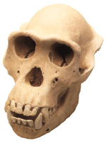 Chimpanzee Skull