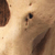 Chimpanzee Skull