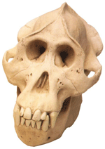 Orangutan Skull with Stand