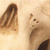 Orangutan Skull