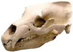 Grizzly Bear Skull