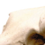 Grizzly Bear Skull