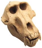 Baboon Skull with Stand