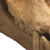 Baboon Skull