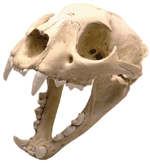 Mountain Lion Skull with Stand