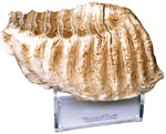 Mammoth Tooth