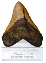 Carcharodon megalodon Tooth