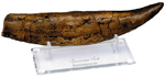 11 inch Tyrannosaurus Tooth with Stand
