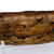 11 inch Tyrannosaurus Tooth