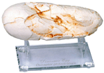 Oviraptor Egg with Stand