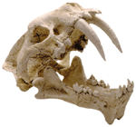 Hoplophoneous Skull