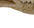Hoplophoneous Skull