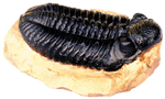 Large Trilobite