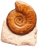 11 inch Ammonite