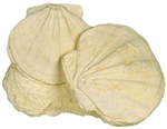 Shell Cluster