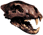 American Lion Skull with Stand
